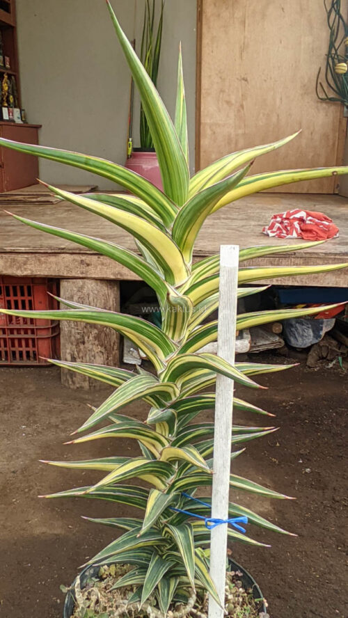 Sansevieria Lavranos Variegated, real gallery image #6 plants. Picture taken directly from kaktus.id community Sansevieria farmer green houses.