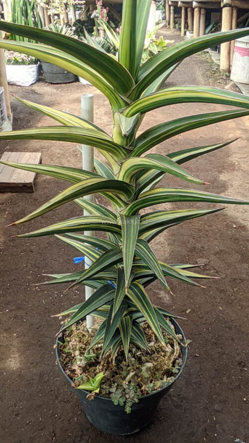 Sansevieria Lavranos Variegated, real gallery image #10 plants. Picture taken directly from kaktus.id community Sansevieria farmer green houses.