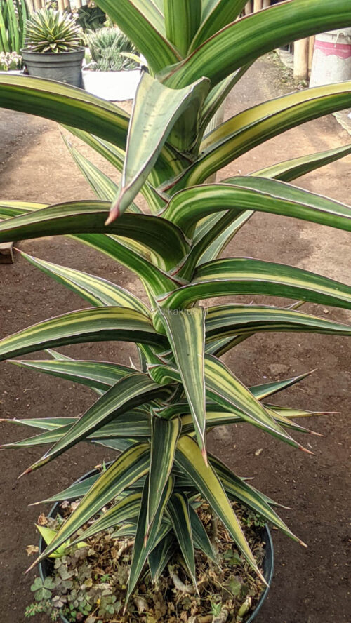Sansevieria Lavranos Variegated, real gallery image #12 plants. Picture taken directly from kaktus.id community Sansevieria farmer green houses.