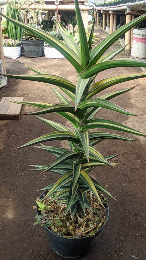 Sansevieria Lavranos Variegated, real gallery image #8 plants. Picture taken directly from kaktus.id community Sansevieria farmer green houses.