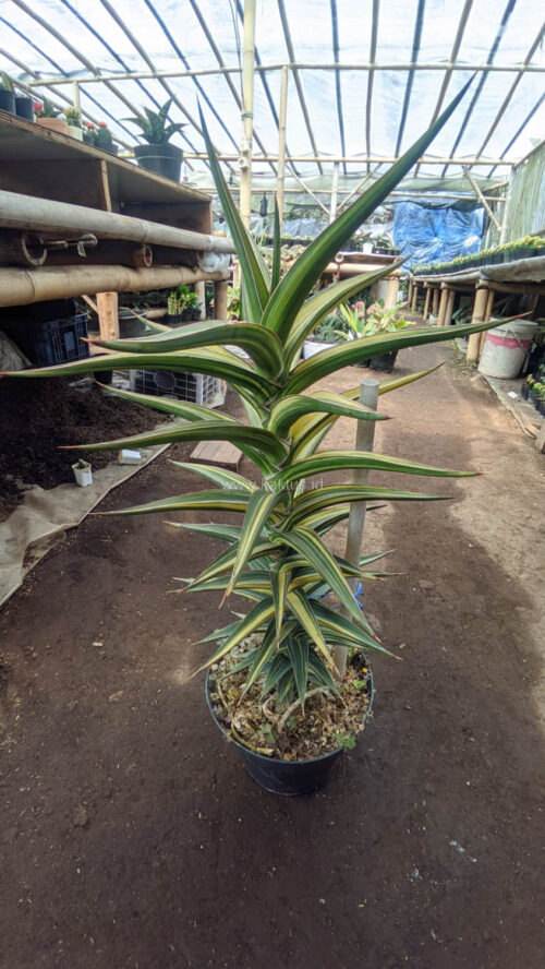 Sansevieria Lavranos Variegated, real gallery image #13 plants. Picture taken directly from kaktus.id community Sansevieria farmer green houses.