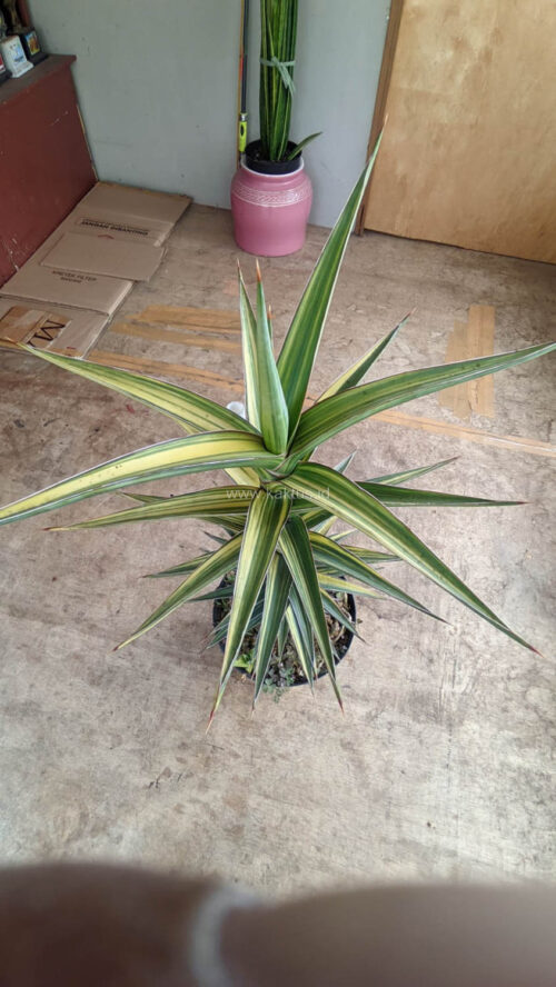 Sansevieria Lavranos Variegated, real gallery image #4 plants. Picture taken directly from kaktus.id community Sansevieria farmer green houses.