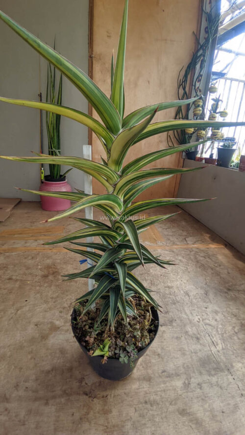 Sansevieria Lavranos Variegated, real gallery image #3 plants. Picture taken directly from kaktus.id community Sansevieria farmer green houses.