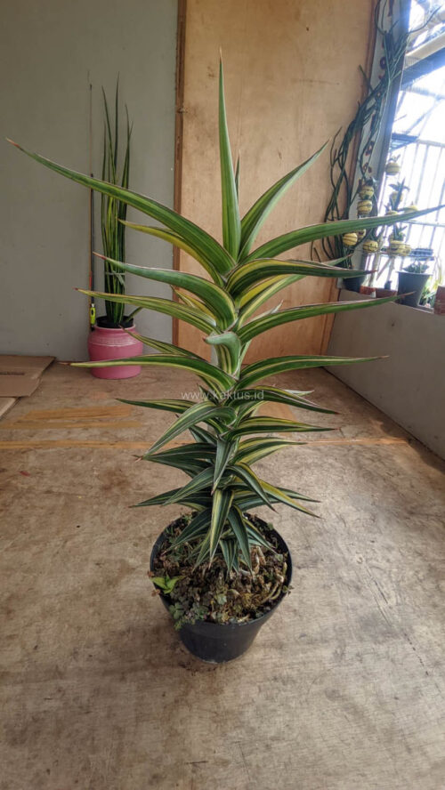 Sansevieria Lavranos Variegated, real gallery image #5 plants. Picture taken directly from kaktus.id community Sansevieria farmer green houses.