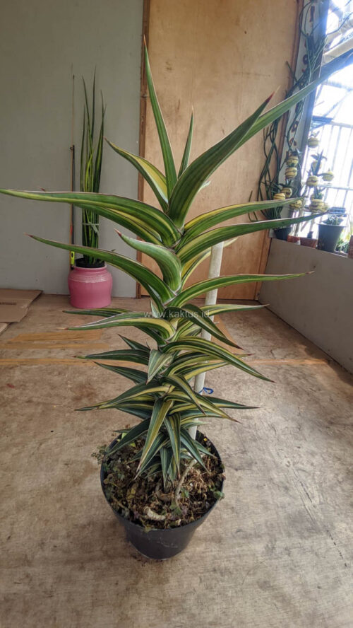Sansevieria Lavranos Variegated, real gallery image #7 plants. Picture taken directly from kaktus.id community Sansevieria farmer green houses.