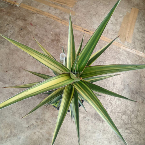 Sansevieria Lavranos Variegated, real gallery image #2 plants. Picture taken directly from kaktus.id community Sansevieria farmer green houses.