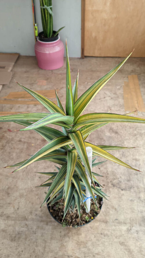 Sansevieria Lavranos Variegated, real gallery image #1 plants. Picture taken directly from kaktus.id community Sansevieria farmer green houses.