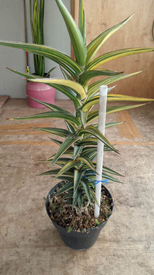 Sansevieria Lavranos Variegated, real gallery image #9 plants. Picture taken directly from kaktus.id community Sansevieria farmer green houses.