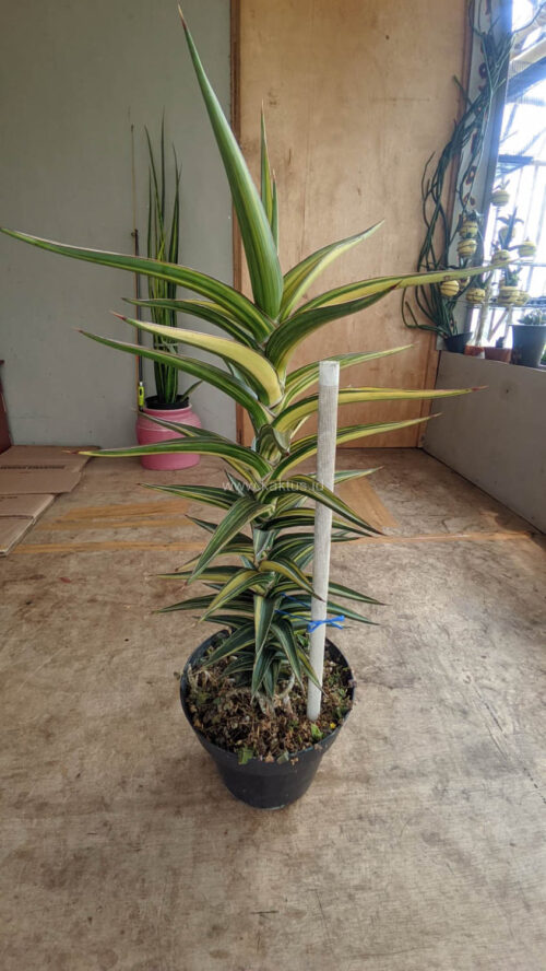 Sansevieria Lavranos Variegated, real gallery image #11 plants. Picture taken directly from kaktus.id community Sansevieria farmer green houses.