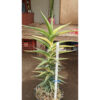Sansevieria Lavranos Variegated, real feature image plant. Picture taken directly from kaktus.id community Sansevieria farmer green houses.