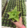 Sansevieria Juleha, real feature image plant. Picture taken directly from kaktus.id community Sansevieria farmer green houses.