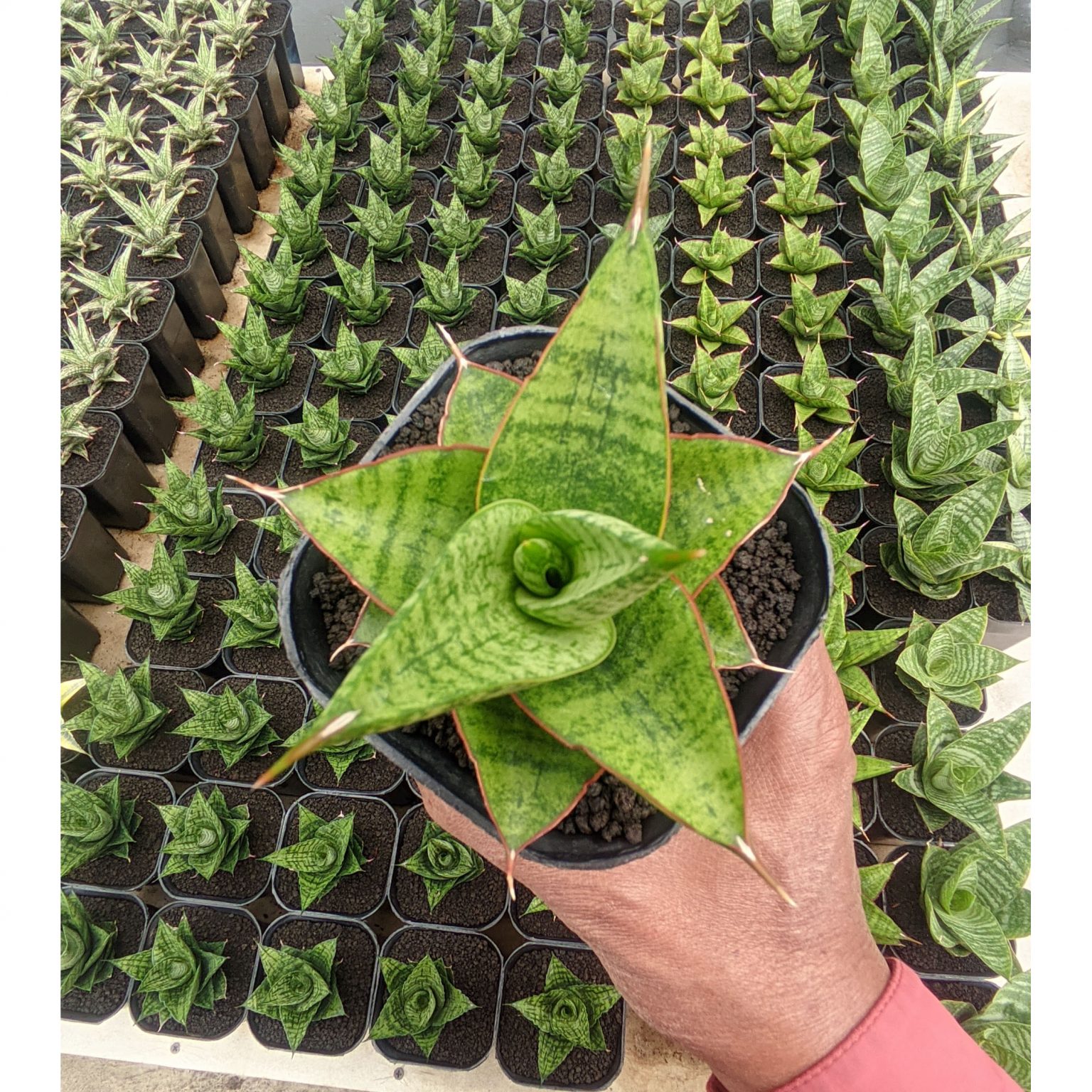 Sansevieria Juleha, real feature image plant. Picture taken directly from kaktus.id community Sansevieria farmer green houses.