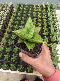 Sansevieria Juleha, real gallery image #1 plants. Picture taken directly from kaktus.id community Sansevieria farmer green houses.