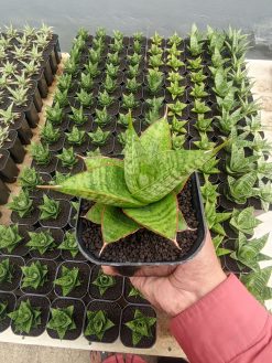 Sansevieria Juleha, real gallery image #2 plants. Picture taken directly from kaktus.id community Sansevieria farmer green houses.