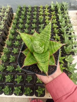Sansevieria Juleha, real gallery image #4 plants. Picture taken directly from kaktus.id community Sansevieria farmer green houses.