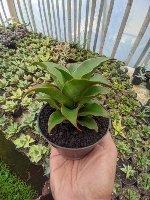 Sansevieria Puyek, real gallery image #1 plants. Picture taken directly from kaktus.id community Sansevieria farmer green houses.