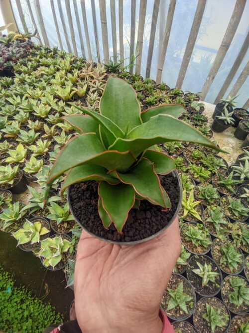 Sansevieria Puyek, real gallery image #10 plants. Picture taken directly from kaktus.id community Sansevieria farmer green houses.