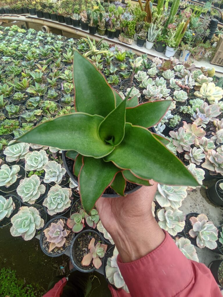 kaktus.id
