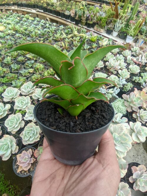 Sansevieria Puyek, real gallery image #3 plants. Picture taken directly from kaktus.id community Sansevieria farmer green houses.