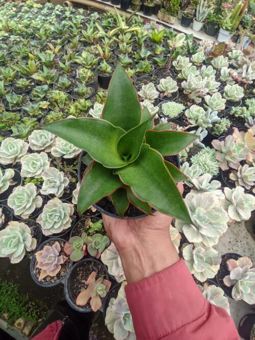 Sansevieria Puyek, real gallery image #4 plants. Picture taken directly from kaktus.id community Sansevieria farmer green houses.