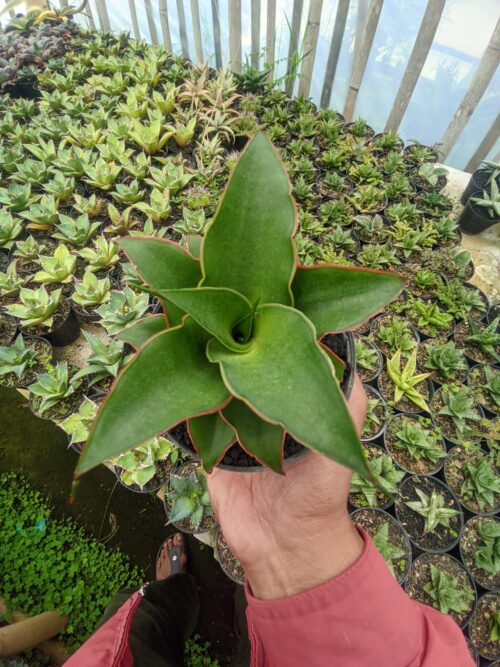 Sansevieria Puyek, real gallery image #5 plants. Picture taken directly from kaktus.id community Sansevieria farmer green houses.