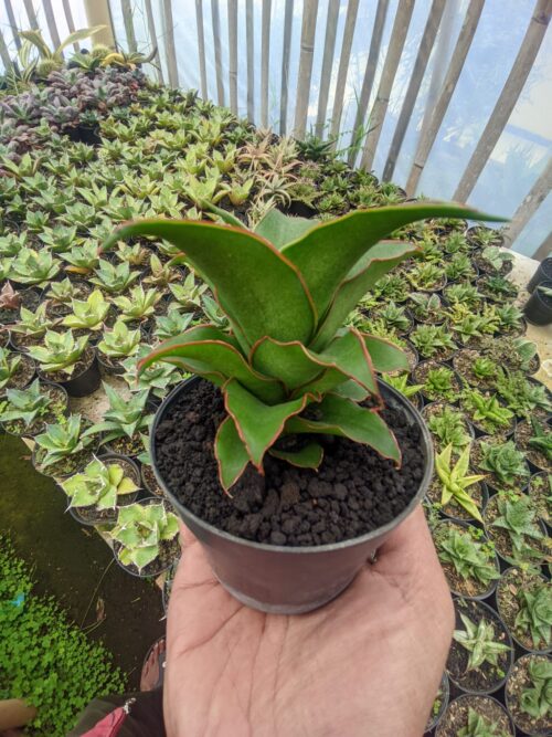 Sansevieria Puyek, real gallery image #6 plants. Picture taken directly from kaktus.id community Sansevieria farmer green houses.