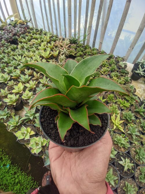 Sansevieria Puyek, real gallery image #7 plants. Picture taken directly from kaktus.id community Sansevieria farmer green houses.