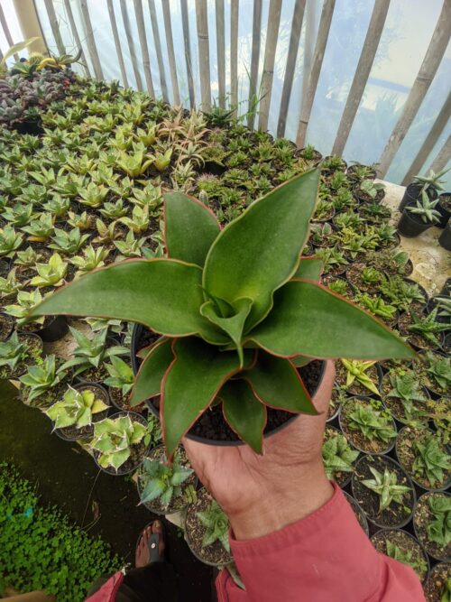 Sansevieria Puyek, real gallery image #8 plants. Picture taken directly from kaktus.id community Sansevieria farmer green houses.