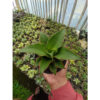 Sansevieria Puyek, real feature image plant. Picture taken directly from kaktus.id community Sansevieria farmer green houses.