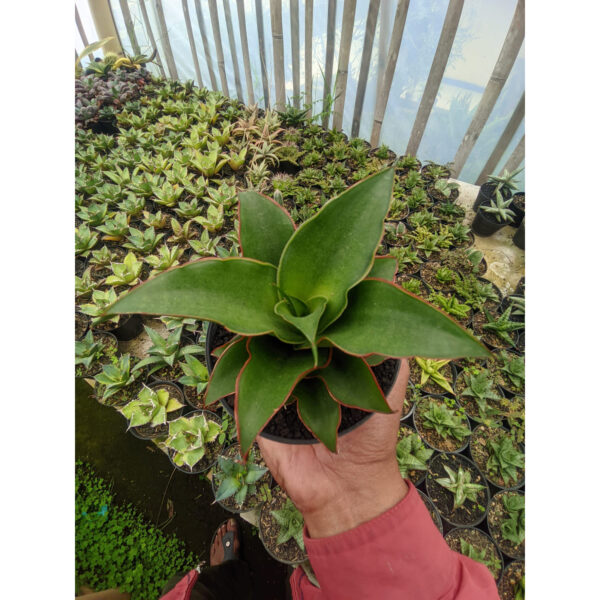 1183. Sansevieria Puyek