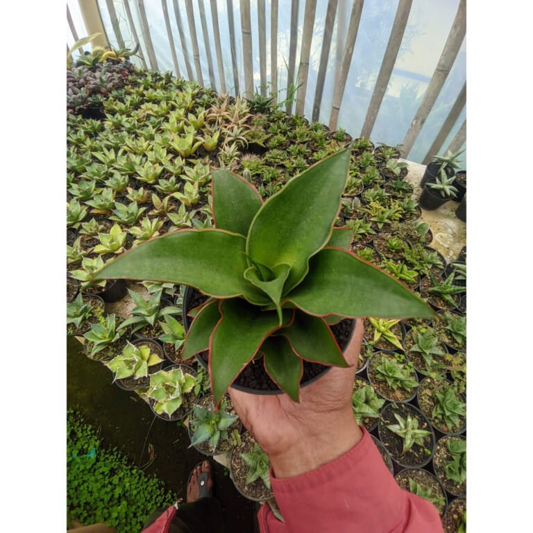 1183. Sansevieria Puyek