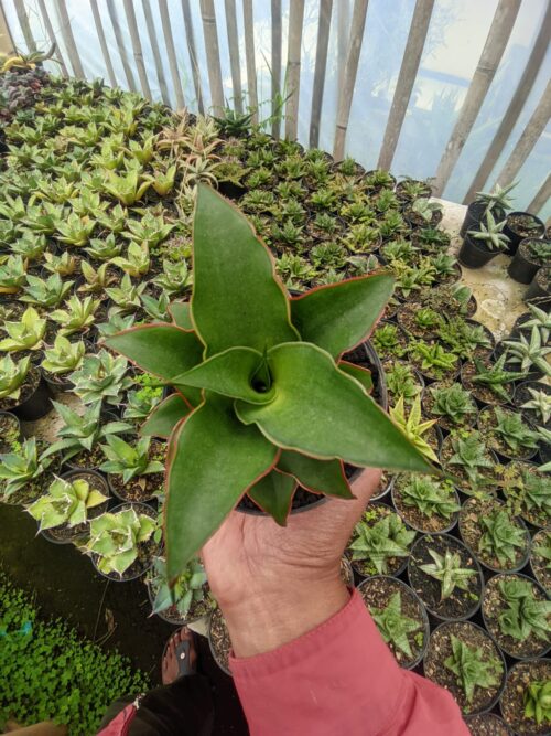 Sansevieria Puyek, real gallery image #9 plants. Picture taken directly from kaktus.id community Sansevieria farmer green houses.