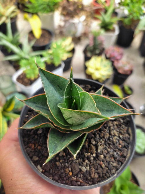 Sansevieria AO 77, real gallery image #2 plants. Picture taken directly from kaktus.id community Sansevieria farmer green houses.