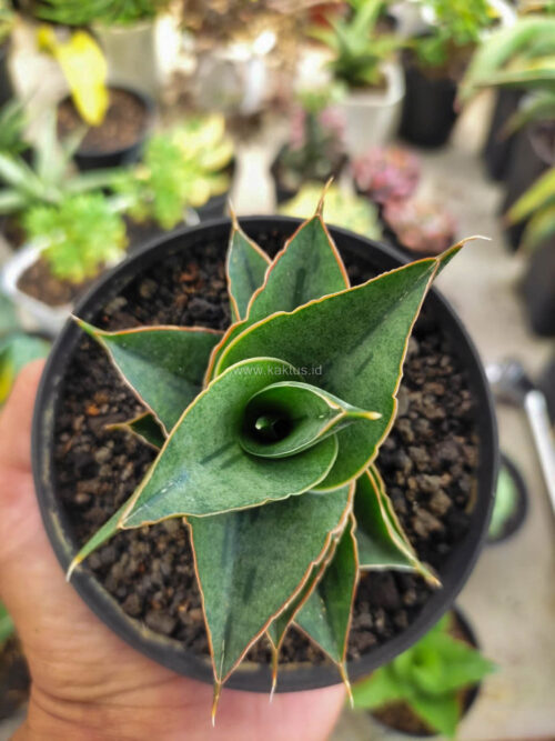 Sansevieria AO 77, real gallery image #3 plants. Picture taken directly from kaktus.id community Sansevieria farmer green houses.