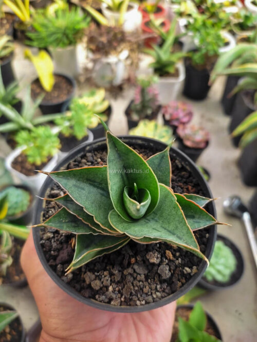 Sansevieria AO 77, real gallery image #4 plants. Picture taken directly from kaktus.id community Sansevieria farmer green houses.