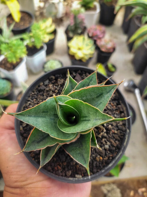 Sansevieria AO 77, real gallery image #1 plants. Picture taken directly from kaktus.id community Sansevieria farmer green houses.