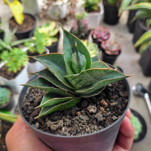 1184. Sansevieria AO 77