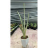 Sansevieria Golden Street, real feature image plant. Picture taken directly from kaktus.id community Sansevieria farmer green houses.