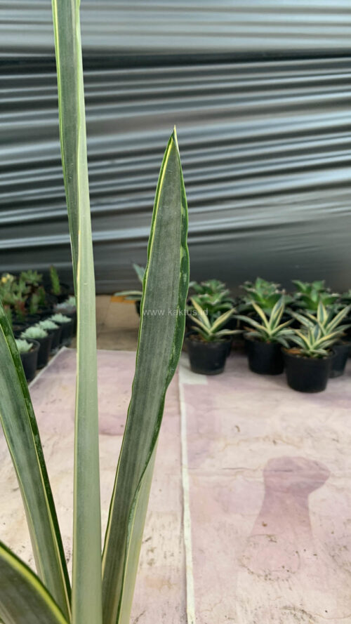 Sansevieria Golden Street, real gallery image #2 plants. Picture taken directly from kaktus.id community Sansevieria farmer green houses.