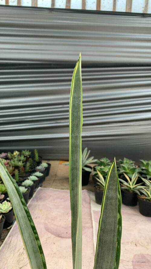 Sansevieria Golden Street, real gallery image #4 plants. Picture taken directly from kaktus.id community Sansevieria farmer green houses.