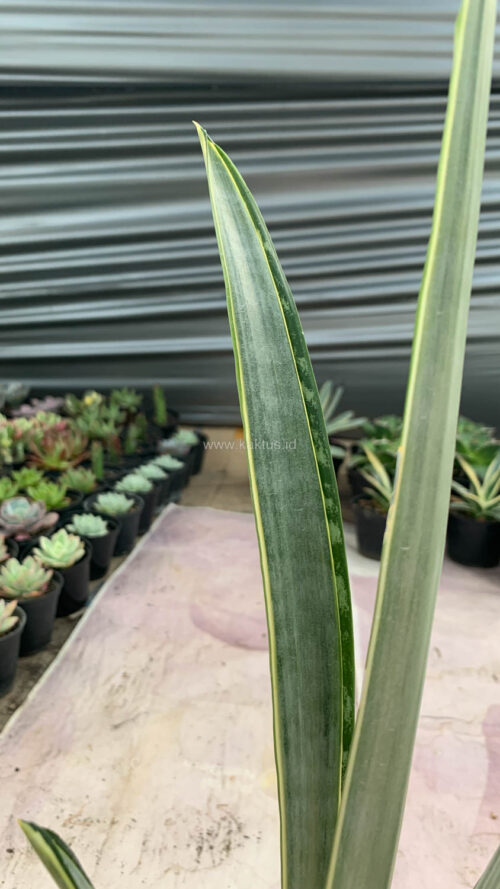 Sansevieria Golden Street, real gallery image #6 plants. Picture taken directly from kaktus.id community Sansevieria farmer green houses.