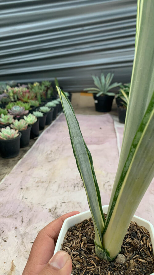 Sansevieria Golden Street, real gallery image #8 plants. Picture taken directly from kaktus.id community Sansevieria farmer green houses.