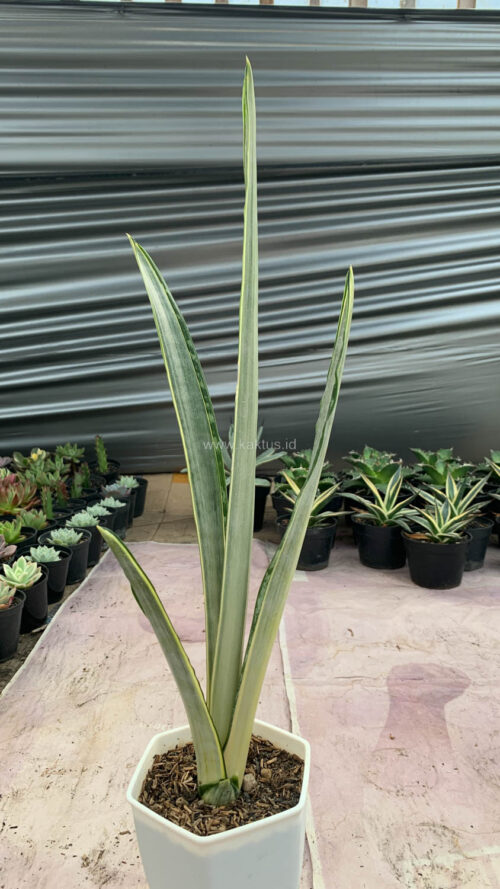 Sansevieria Golden Street, real gallery image #10 plants. Picture taken directly from kaktus.id community Sansevieria farmer green houses.