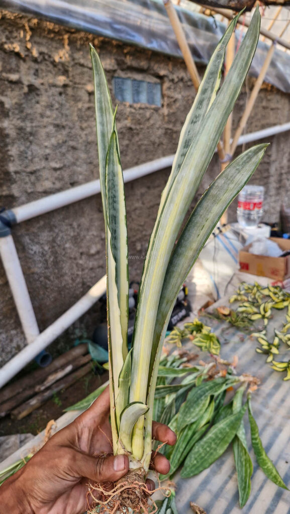 kaktus.id