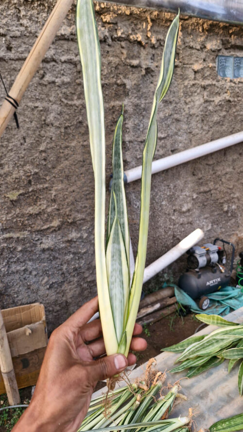 Sansevieria Golden Street, real gallery image #9 plants. Picture taken directly from kaktus.id community Sansevieria farmer green houses.