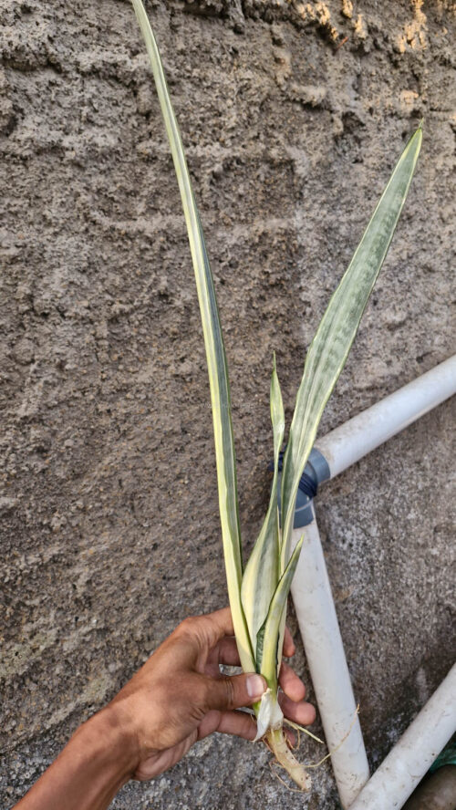 Sansevieria Golden Street, real gallery image #5 plants. Picture taken directly from kaktus.id community Sansevieria farmer green houses.