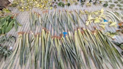 Sansevieria Golden Street, real gallery image #12 plants. Picture taken directly from kaktus.id community Sansevieria farmer green houses.