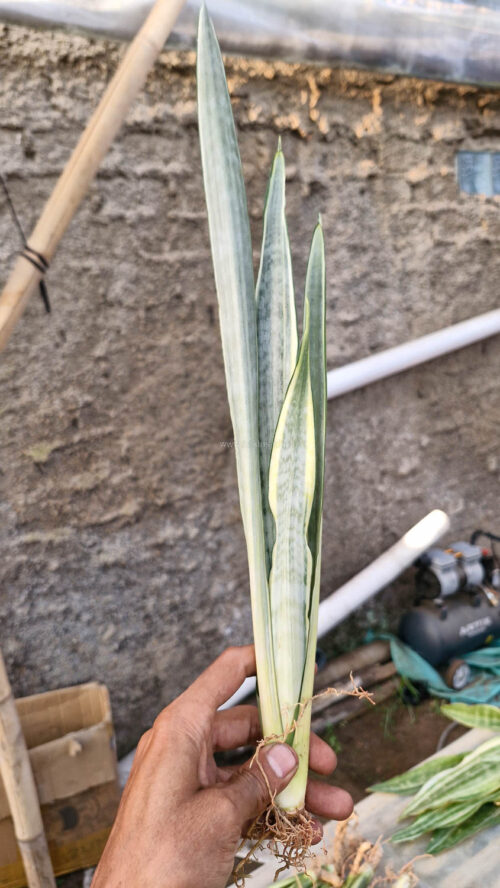 Sansevieria Golden Street, real gallery image #3 plants. Picture taken directly from kaktus.id community Sansevieria farmer green houses.