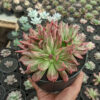 Echeveria Red Prince Mutation Cluster, real feature image plant. Picture taken directly from kaktus.id community Echeveria farmer green houses.