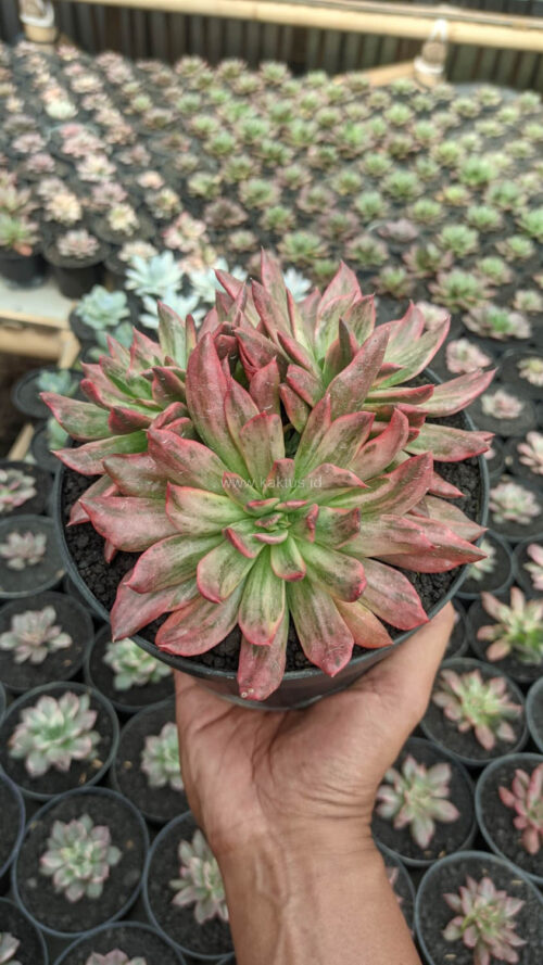 Echeveria Red Prince Mutation Cluster, real gallery image #1 plants. Picture taken directly from kaktus.id community Echeveria farmer green houses.